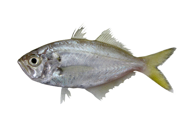 KUTHIPPU (WHITE FISH)