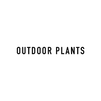 OUTDOOR PLANTS