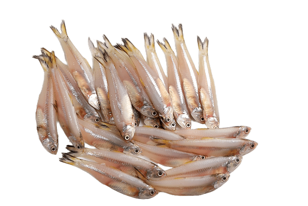 Buy Fresh Anchovy Fish Online | Alli Bhavan
