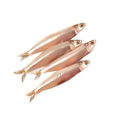 ANCHOVY - GREEN STOP BY OCAN EXOTICS FISH