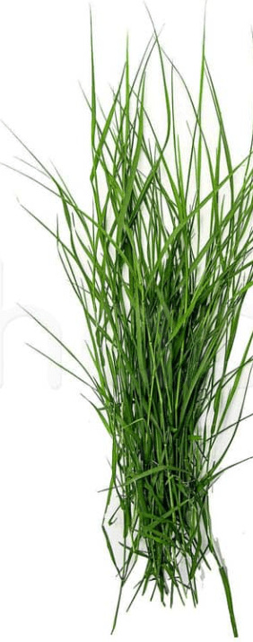 ARUGAMBULLU (GREEN GRASS) PER KG - Branded