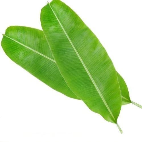 BANANA LEAVES (PACK OF 2) - ALLI BHAVAN