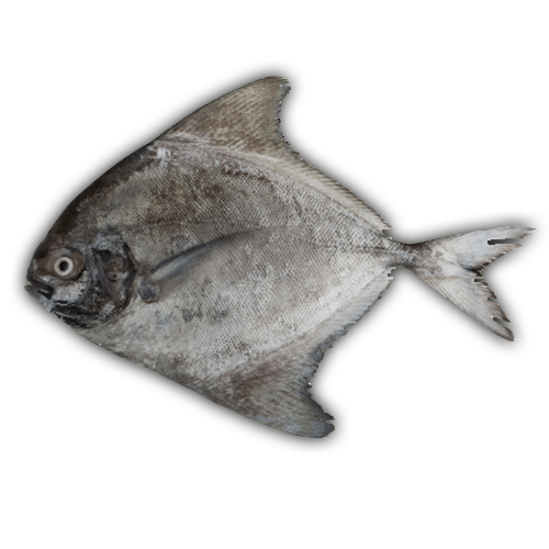 BLACK POMFRET - GREEN STOP BY OCAN EXOTICS FISH