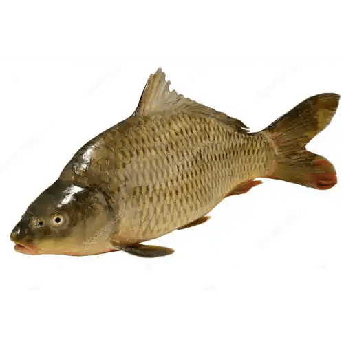 Carp - GREEN STOP BY OCAN EXOTICS FISH