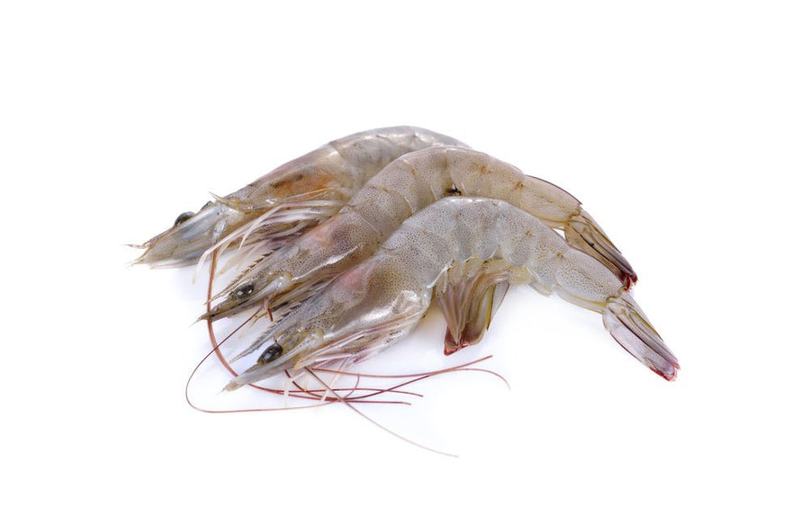 ECUADOR TIGER PRAWN 40/50 HEAD ON - GREEN STOP BY OCAN EXOTICS FISH