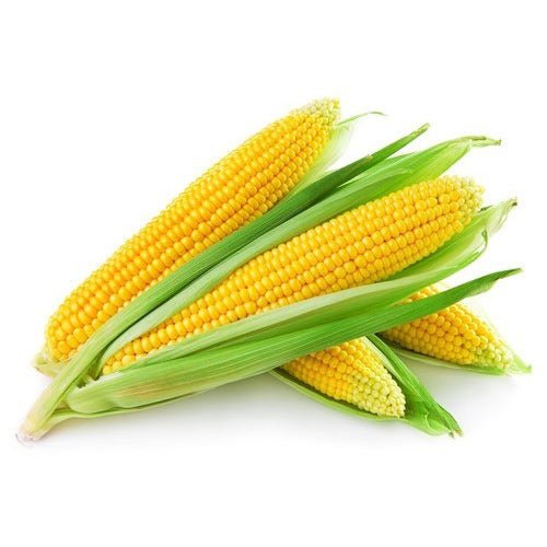 FRESH CORN EACH - ALLI BHAVAN