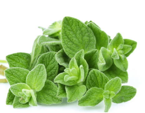 FRESH OREGANO PRE PACK EACH - 50G - ALLI BHAVAN