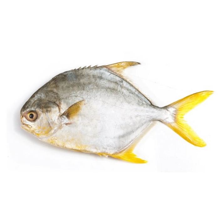 GOLDEN POMFRET - GREEN STOP BY OCAN EXOTICS FISH