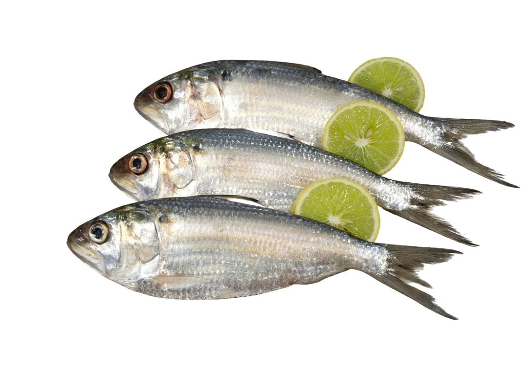 Hilsha Fish Small - GREEN STOP BY OCAN EXOTICS FISH