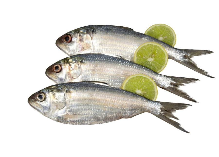 Hilsha Fish Small - GREEN STOP BY OCAN EXOTICS FISH