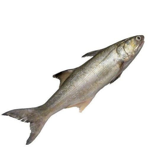 INDIAN SALMON - GREEN STOP BY OCAN EXOTICS FISH