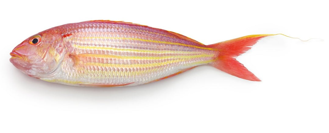 Jtb (sankara Fish) - GREEN STOP BY OCAN EXOTICS FISH