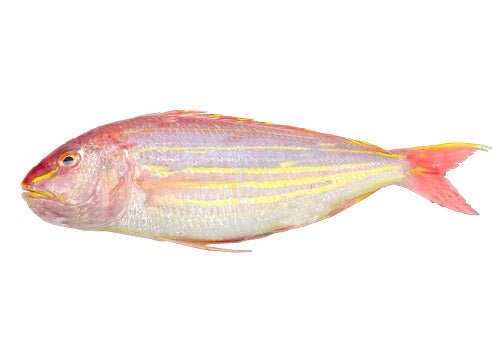 JTB (SANKARA FISH) - GREEN STOP BY OCAN EXOTICS FISH