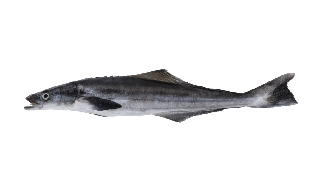 Kadal Viral Whole Fish - GREEN STOP BY OCAN EXOTICS FISH