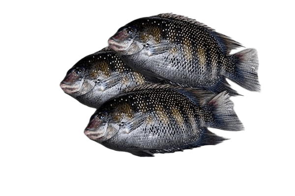 KARIMEEN (PEARL SPOT) - GREEN STOP BY OCAN EXOTICS FISH