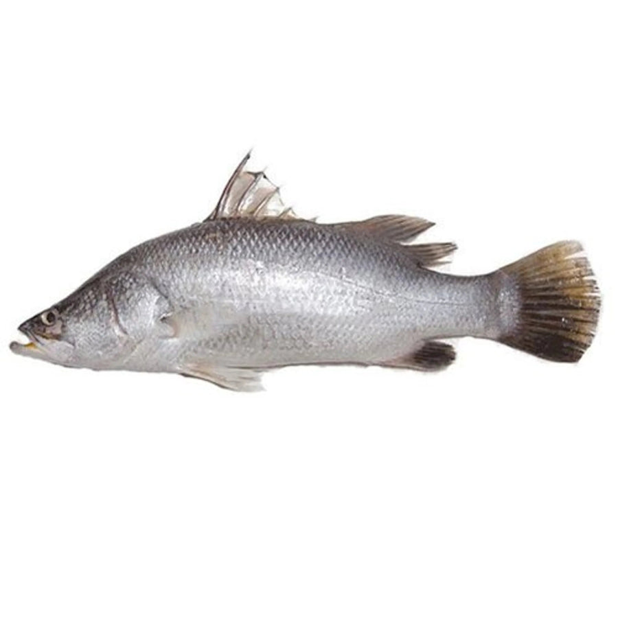 KODUVA (ASIAN SEA BASS) - GREEN STOP BY OCAN EXOTICS FISH