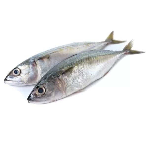 KUMPLA(INDIAN MACKEREL) - GREEN STOP BY OCAN EXOTICS FISH