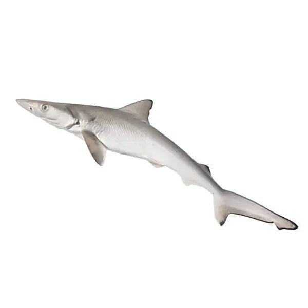 MILK SHARK - GREEN STOP BY OCAN EXOTICS FISH