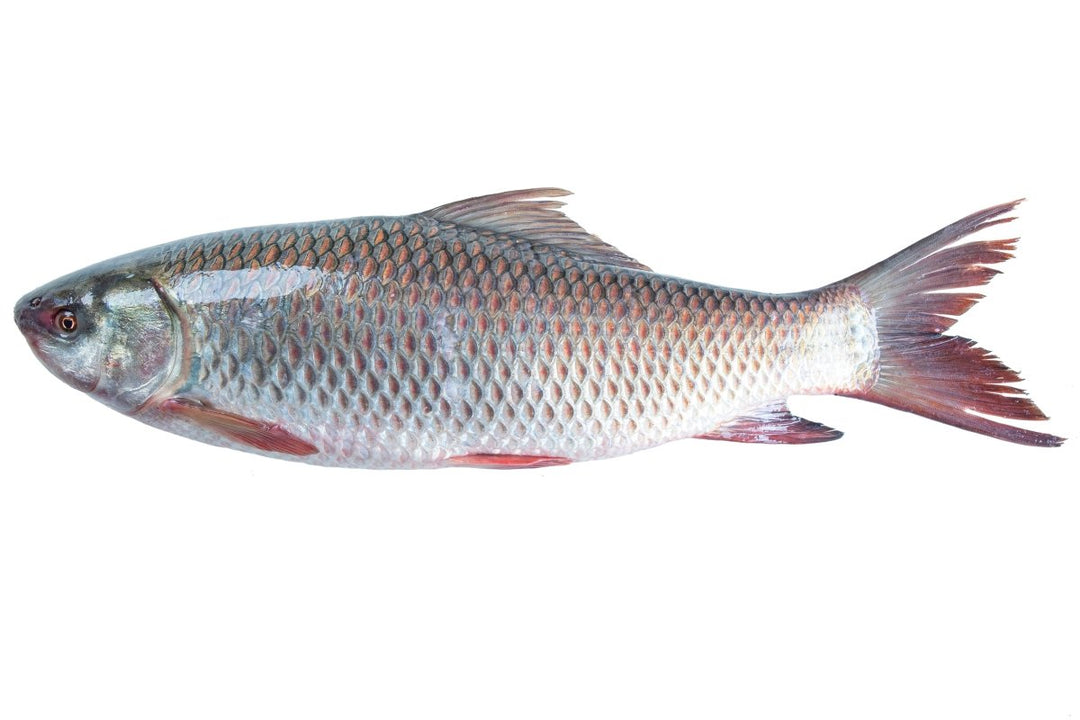 Mirgal - GREEN STOP BY OCAN EXOTICS FISH