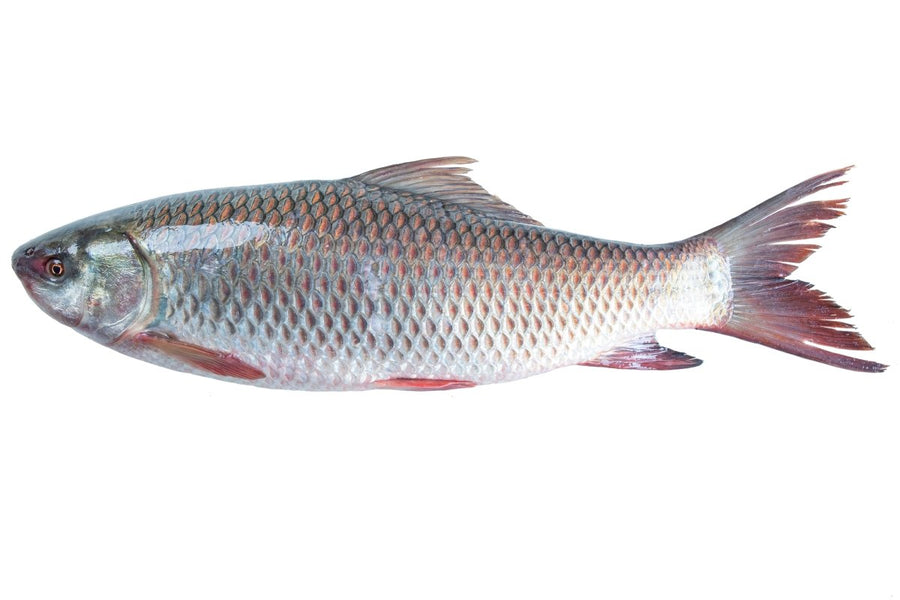 Mirgal - GREEN STOP BY OCAN EXOTICS FISH