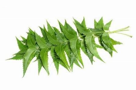 NEEM LEAVES - ALLI BHAVAN