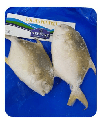 NEPTUNE GOLDEN POMFRET - 600G - NEPTUNE