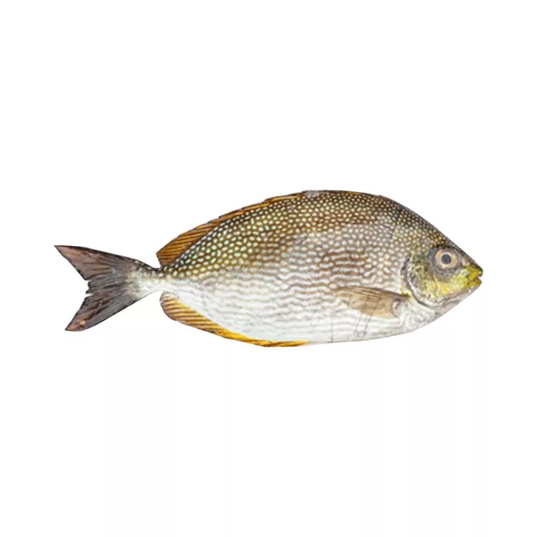 OTTI (RABBIT FISH) - GREEN STOP BY OCAN EXOTICS FISH