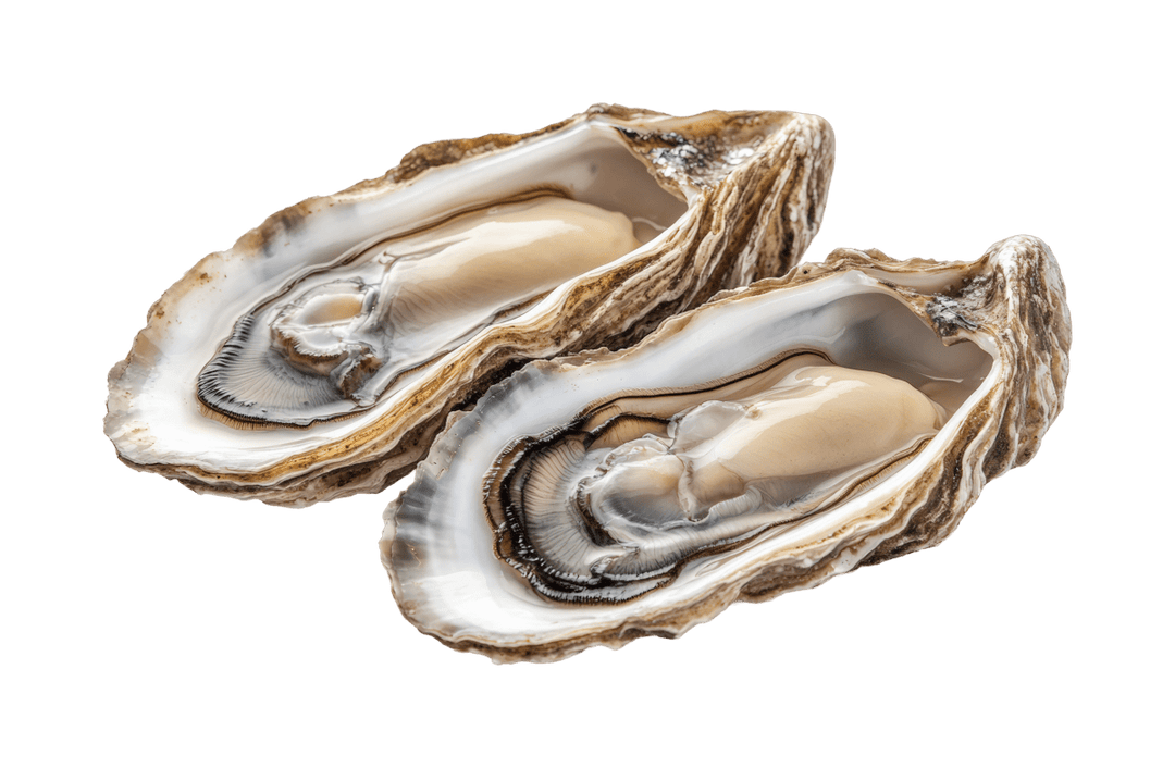 Oyster Each - GREEN STOP BY OCAN EXOTICS FISH