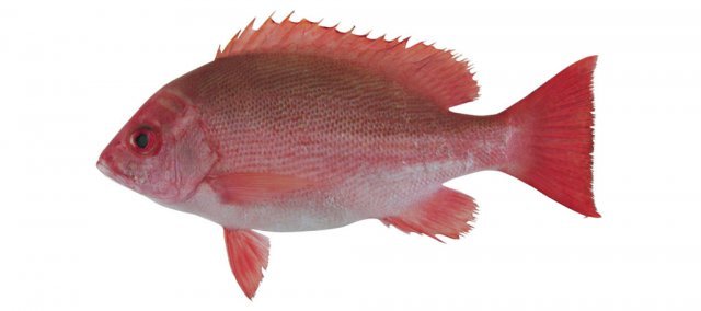 PINJALO SNAPPER - GREEN STOP BY OCAN EXOTICS FISH