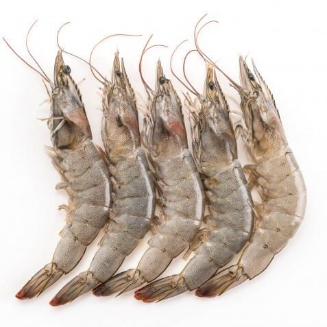 PRAWNS - BIG - GREEN STOP BY OCAN EXOTICS FISH