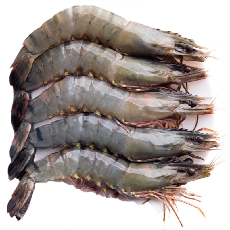 PRAWNS EXTRA EXTRA LARGE - GREEN STOP BY OCAN EXOTICS FISH