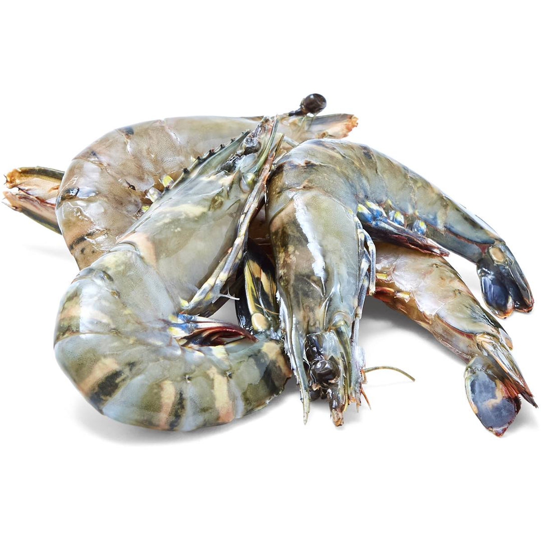 PRAWNS - EXTRA LARGE - GREEN STOP BY OCAN EXOTICS FISH