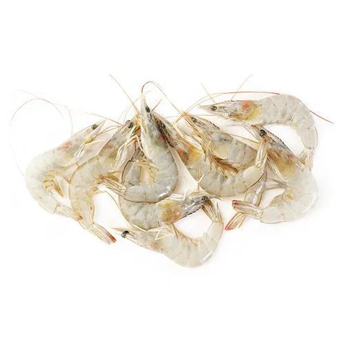 PRAWNS - SMALL - GREEN STOP BY OCAN EXOTICS FISH