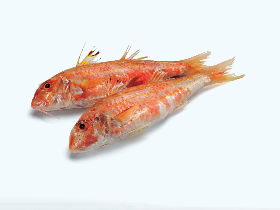 Red Mullet - GREEN STOP BY OCAN EXOTICS FISH