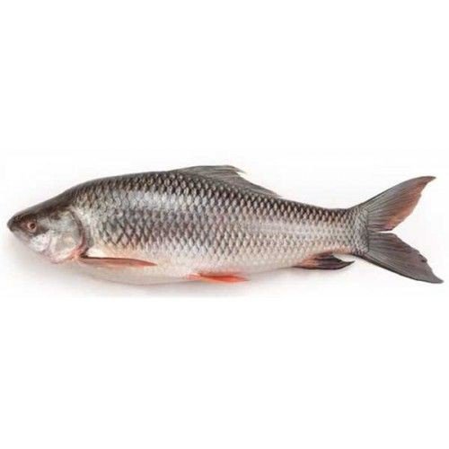 ROHU - GREEN STOP BY OCAN EXOTICS FISH