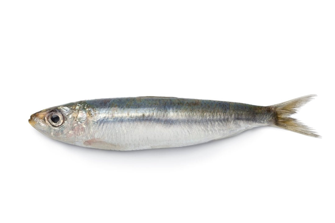 Sardine Indian - GREEN STOP BY OCAN EXOTICS FISH