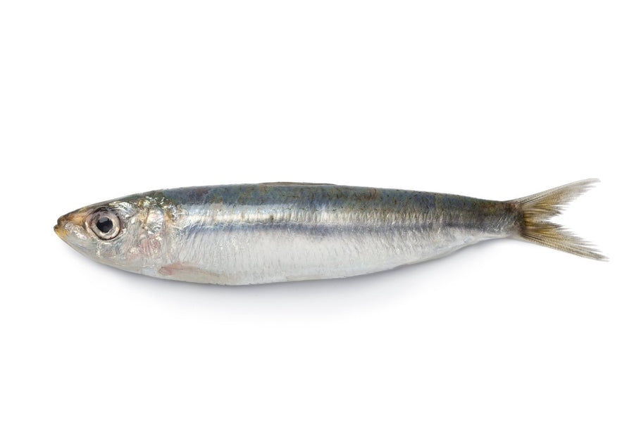Sardine Indian - GREEN STOP BY OCAN EXOTICS FISH