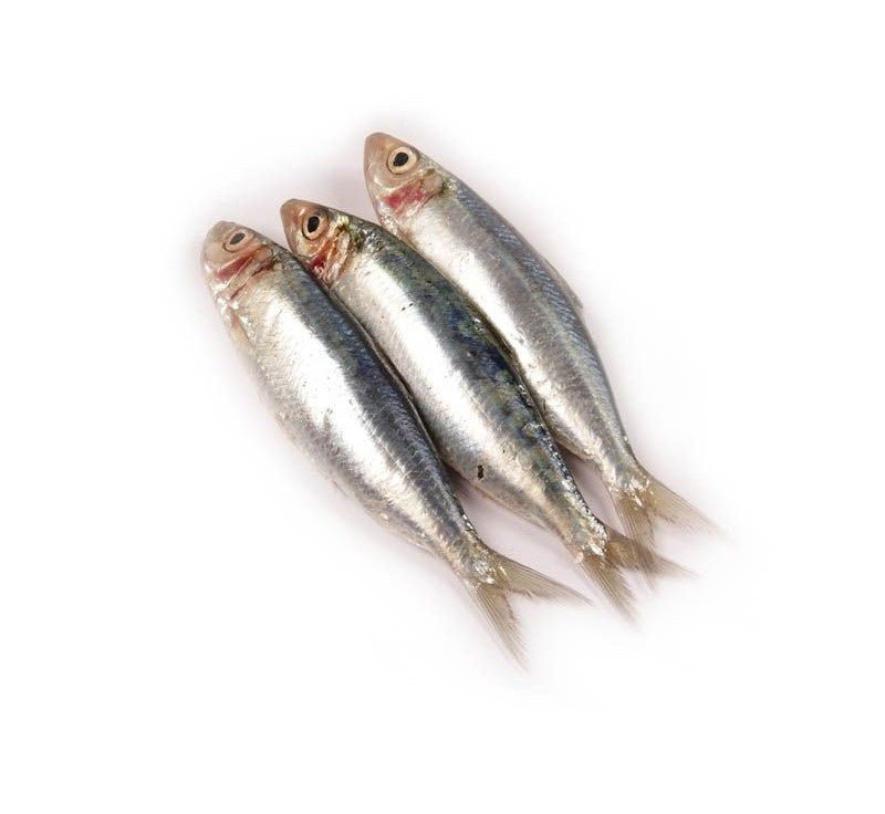 SARDINE SRI - LANKAN - GREEN STOP BY OCAN EXOTICS FISH