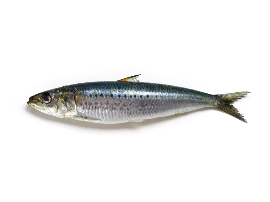 Sardine Uk - GREEN STOP BY OCAN EXOTICS FISH