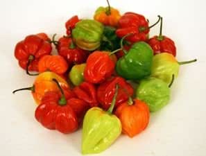 SCOTCH BONNET (CHILLI PEPPER) - ALLI BHAVAN