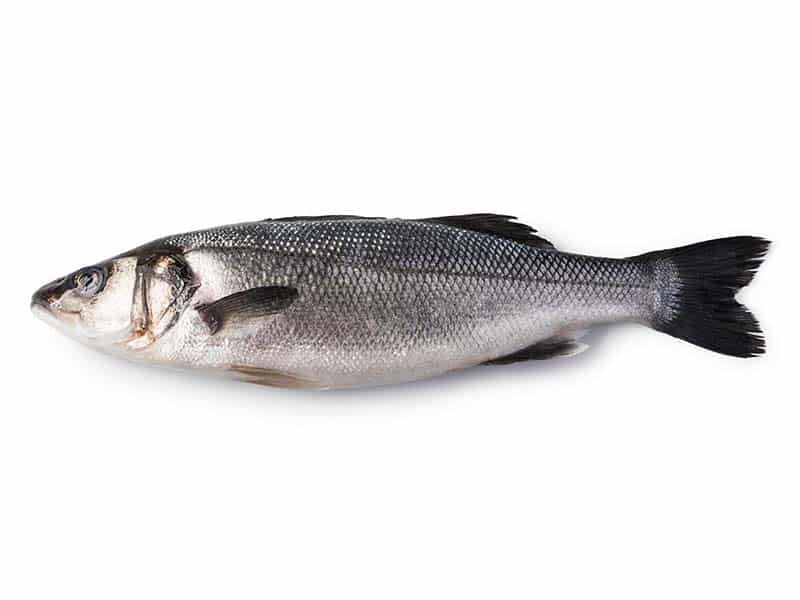 SEABASS PER PCS - 3/4 - GREEN STOP BY OCAN EXOTICS FISH