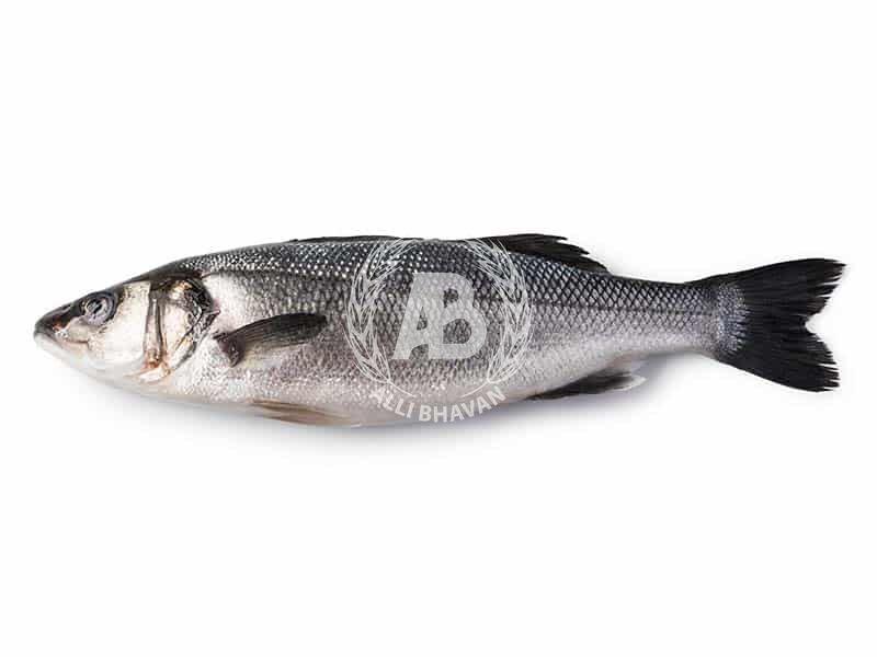 SEABASS PER PCS - 5/6 - GREEN STOP BY OCAN EXOTICS FISH