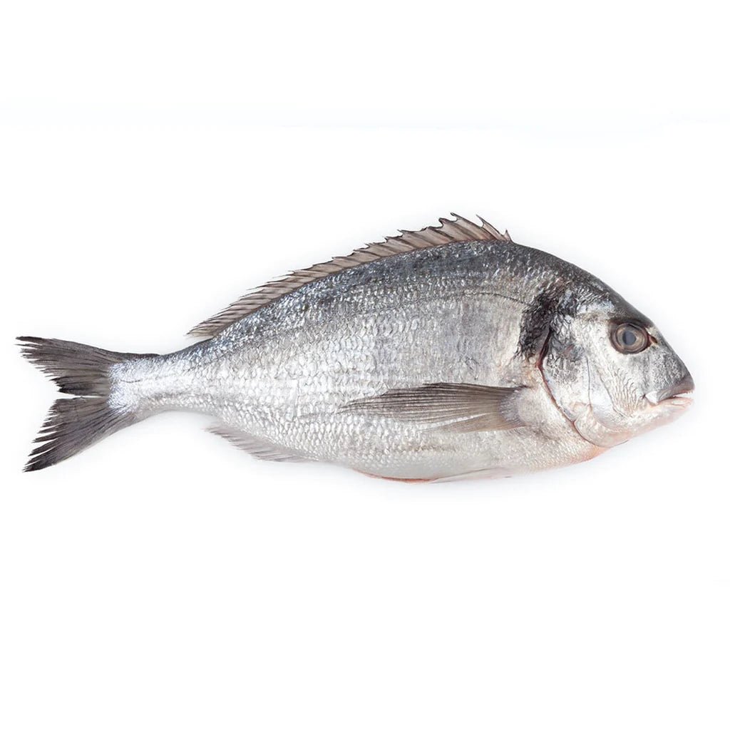 SEABREAM PER PCS - 2/3 - GREEN STOP BY OCAN EXOTICS FISH