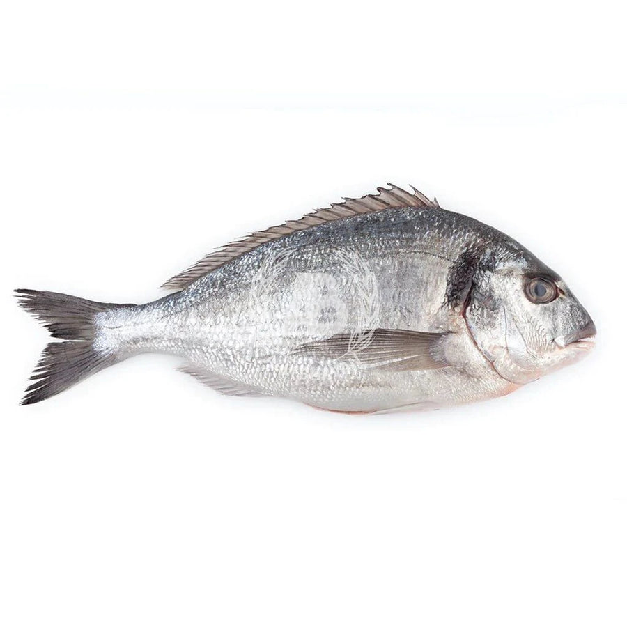 SEABREAM PER PCS - 5/6 - GREEN STOP BY OCAN EXOTICS FISH