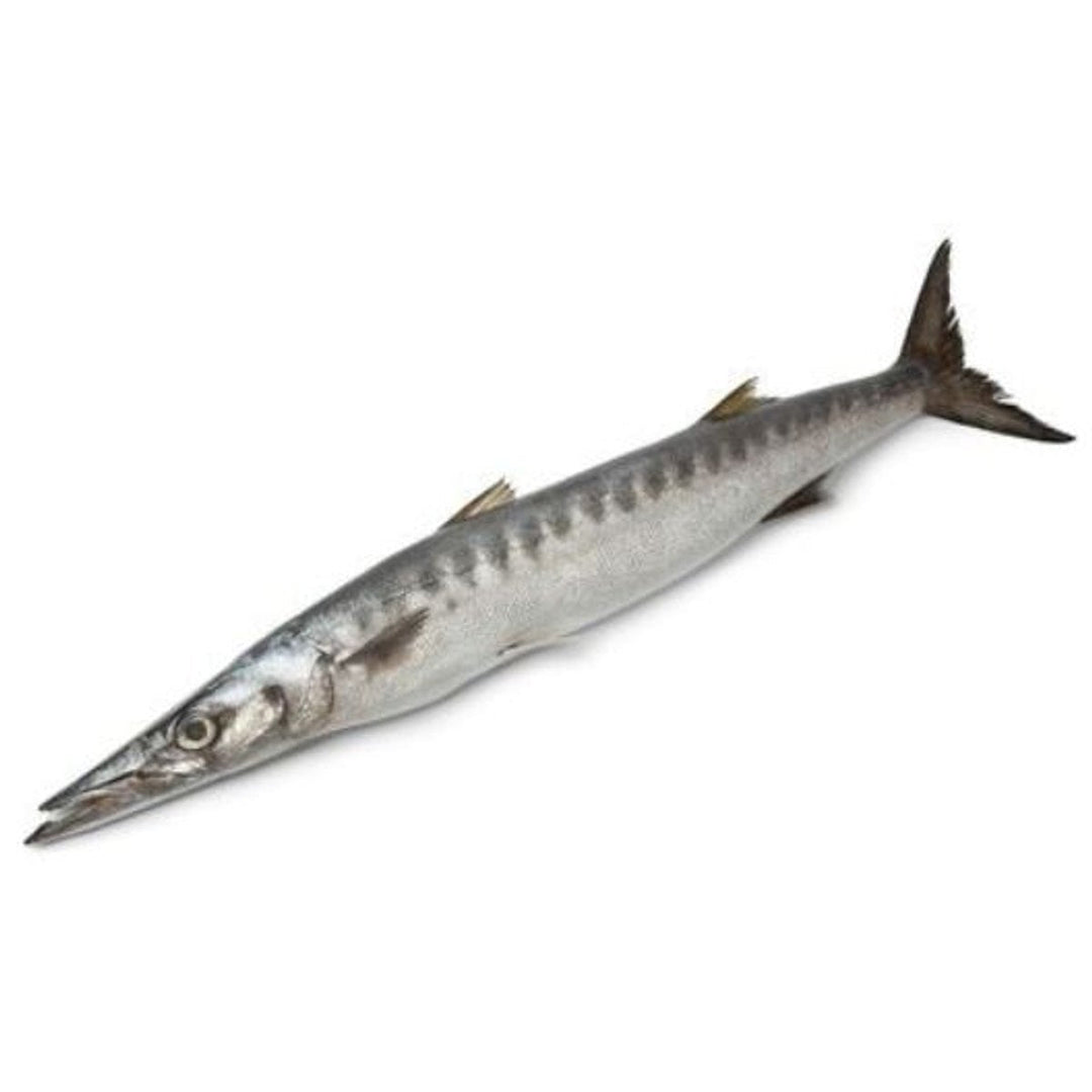 SEELA (BARRACUDA) - GREEN STOP BY OCAN EXOTICS FISH