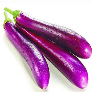 SPANISH LONG AUBERGINE (PURPLE) - ALLIBHAVAN