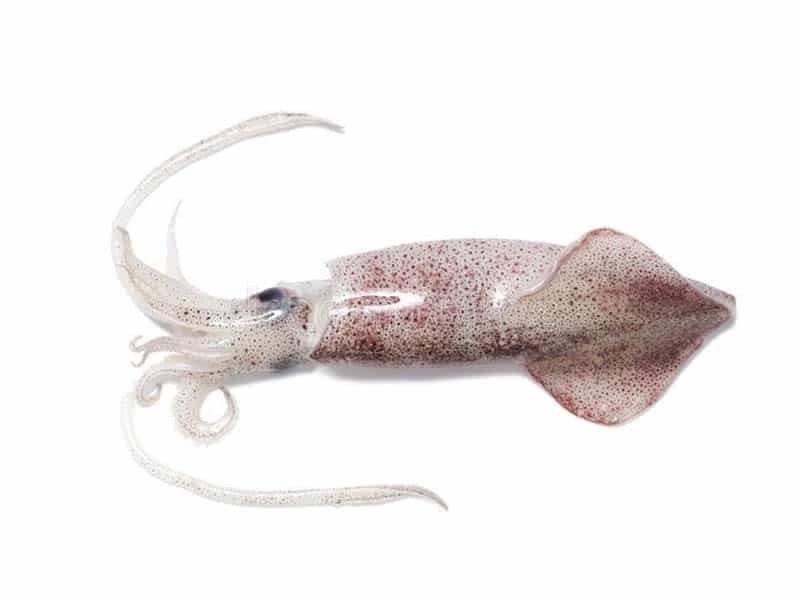 SQUID - GREEN STOP BY OCAN EXOTICS FISH