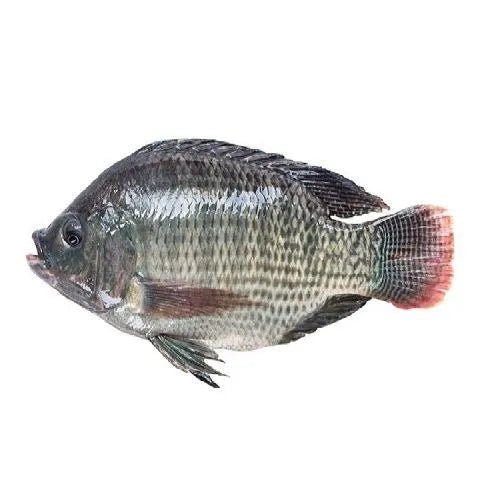 THILAPIA - GREEN STOP BY OCAN EXOTICS FISH