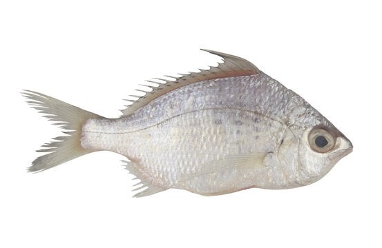 THIRALI (SILVER BIDDY) - GREEN STOP BY OCAN EXOTICS FISH