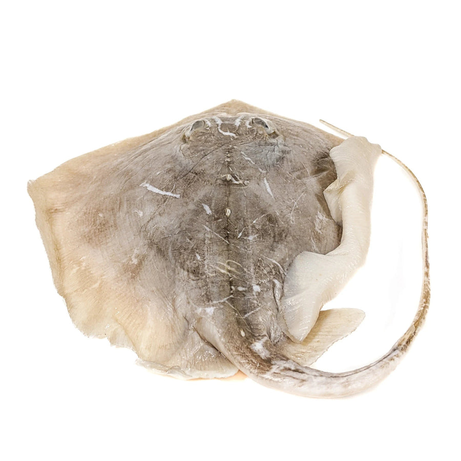 THIRUKKAI (STRINGRAY FISH) - GREEN STOP BY OCAN EXOTICS FISH